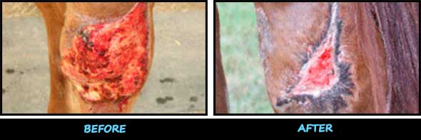 Before and After Horse Wound Care Product