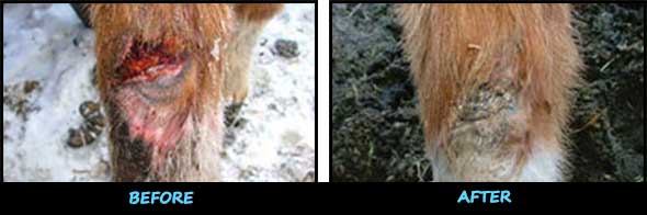 Before and After Horse Wound Treatment Product