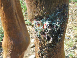 Horse Wound Treatment