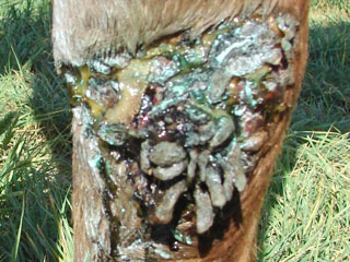 Horse Wound Care