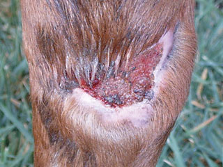 Horse Wound Care Product