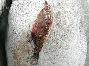 Horse Hip Wound Treatment