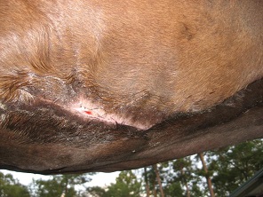 Horse Injury Wound Care