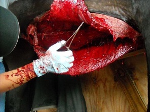Horse Injury Wound Treatment
