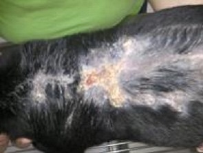 Dog Back Wound Treatment