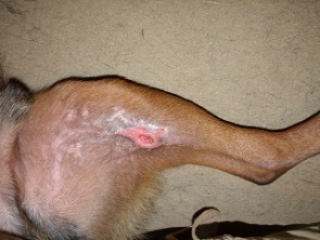 Dog Inside Leg Wound Treatment