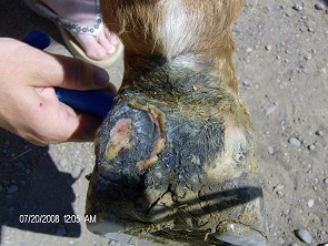 Horse Wound Care