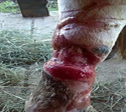 Horse Leg Wound Treatment