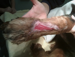 Dog Paw Wound Treatment
