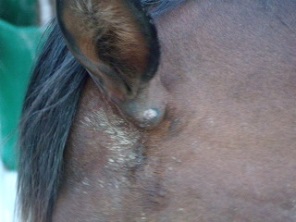 Horse Ear Wound Treatment