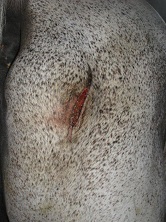 Horse Hip Wound Care