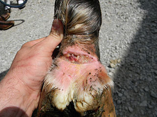 Horse Hoof Wound Care