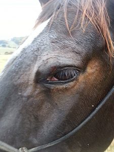 Horse Eyelid Wound Treatment