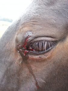 Horse Eyelid Wound Care