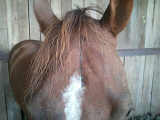 Horse Head Wound Treatment