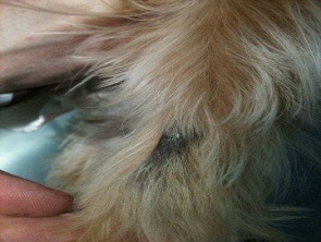 Dog Back Wound Care