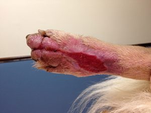 Cat Wound Care Treatment
