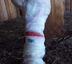 Horse Leg Wound Care