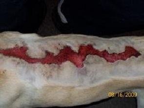 Pet Wound Infection Treatment
