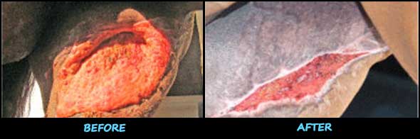 Before and After Horse Wound Treatment
